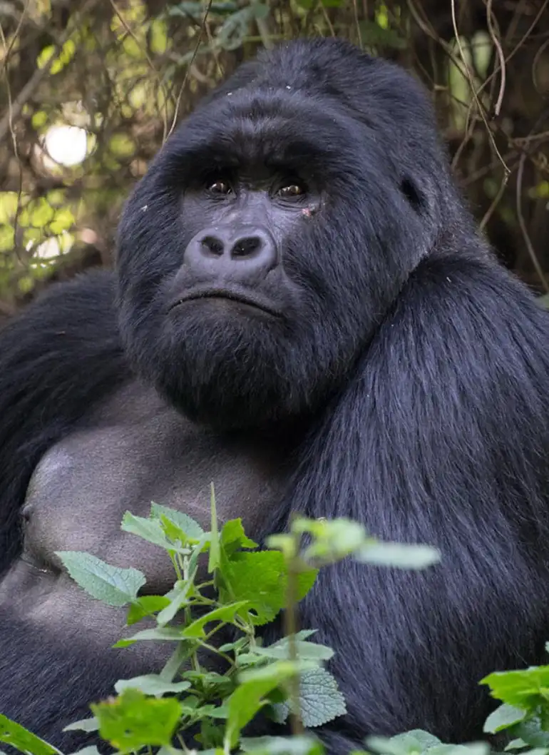 10 days spirit of east africa safari 4