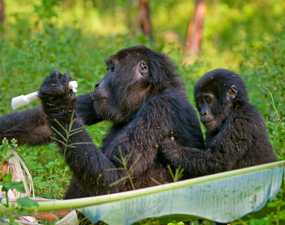 Mountain gorillas, Rwanda