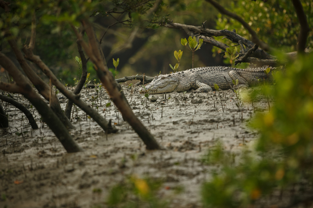 Okavango Delta seasonal landscape