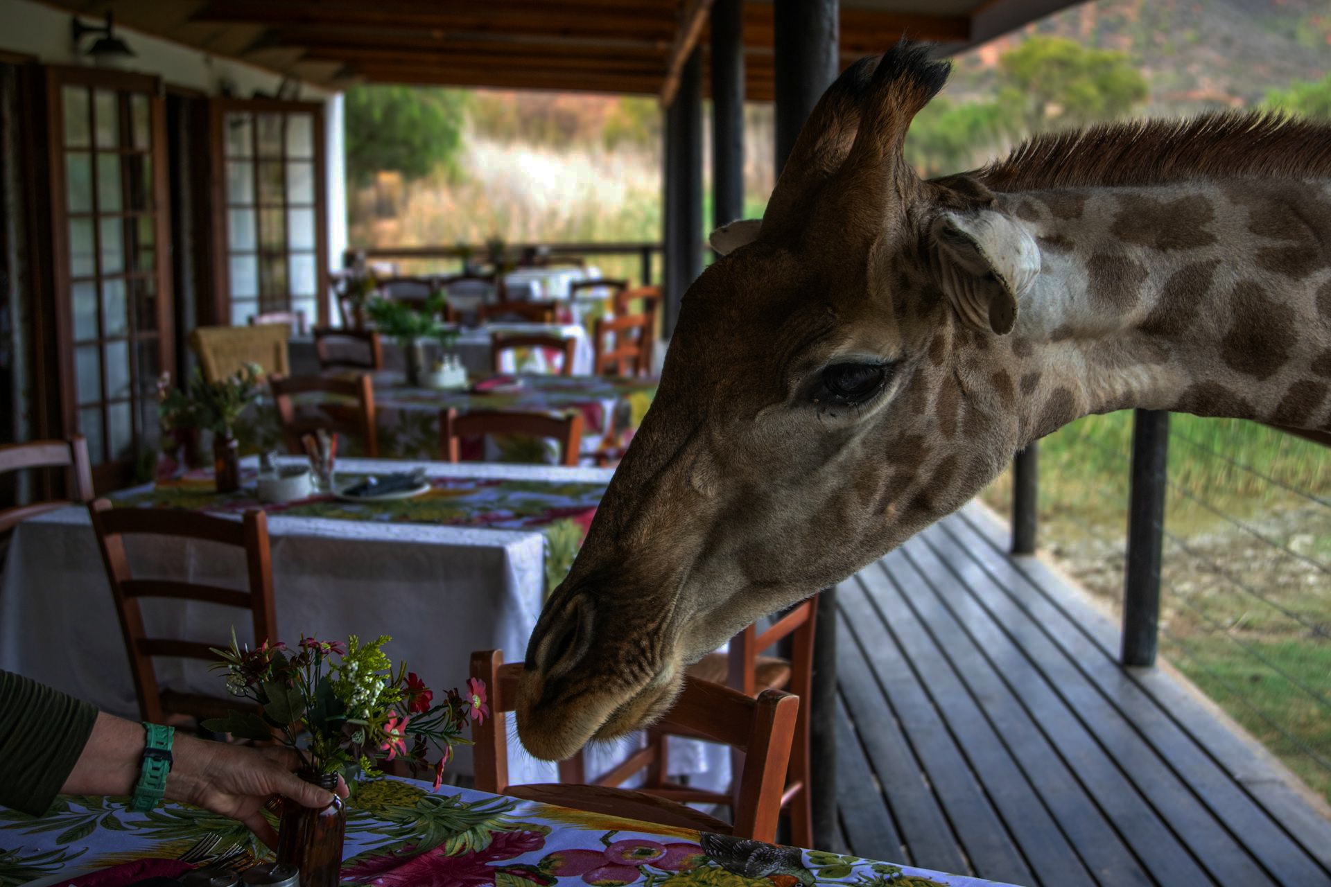 The Best Affordable Safari Lodges in Africa