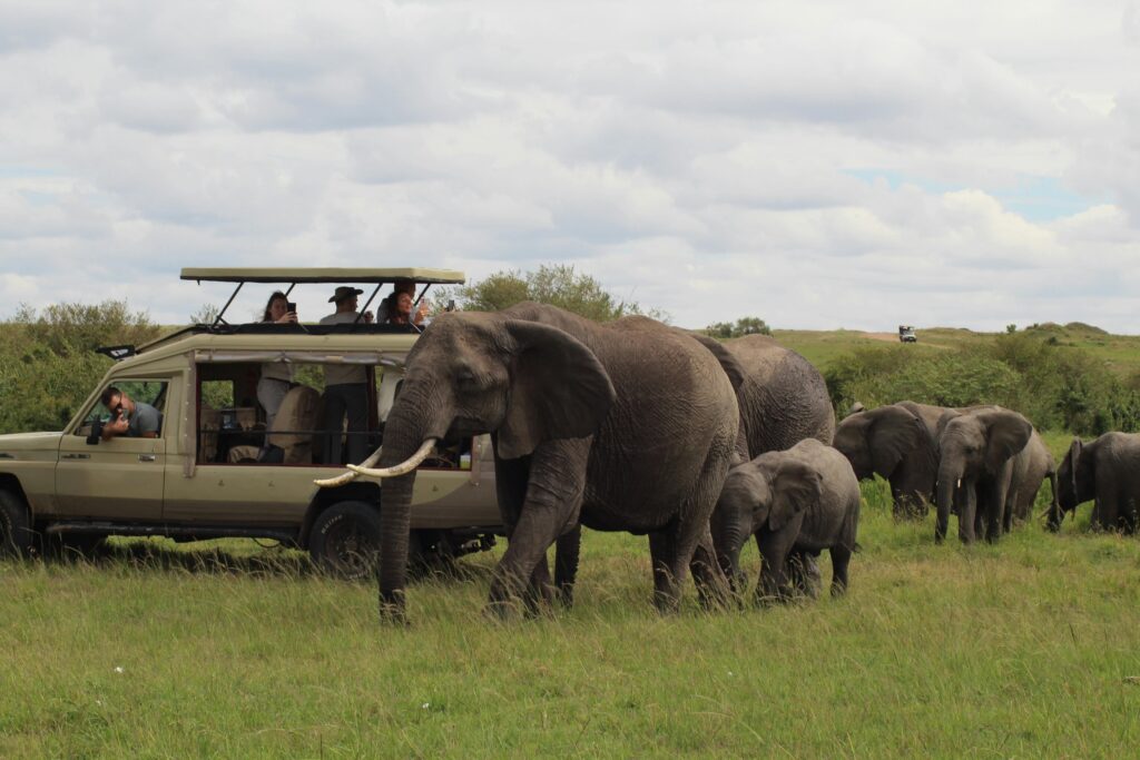 Affordable safari planning tips