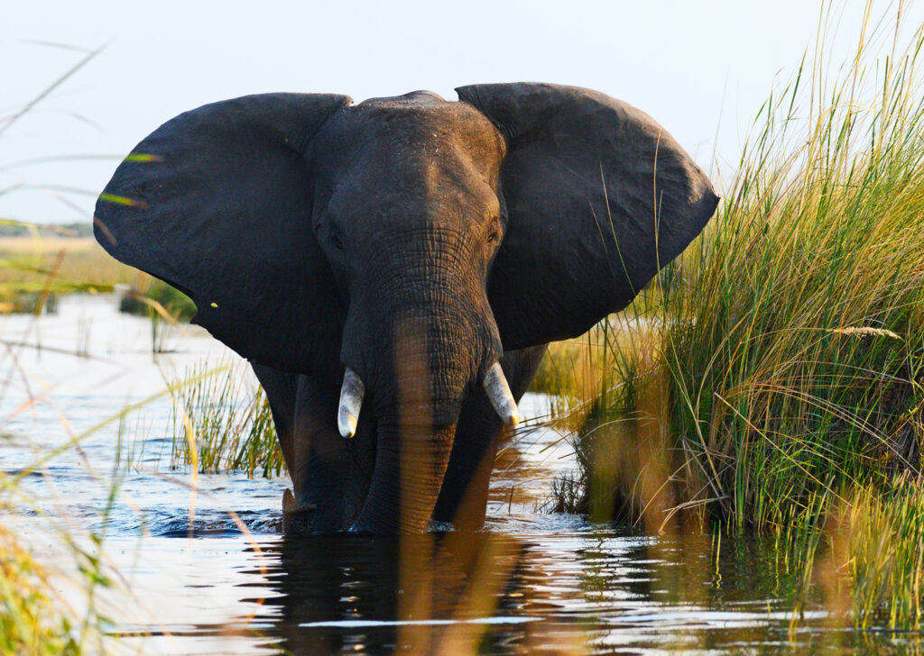 Botswana wildlife in the green season