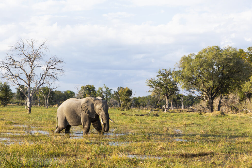 Elephant wading through marshes in the Okavango Delta