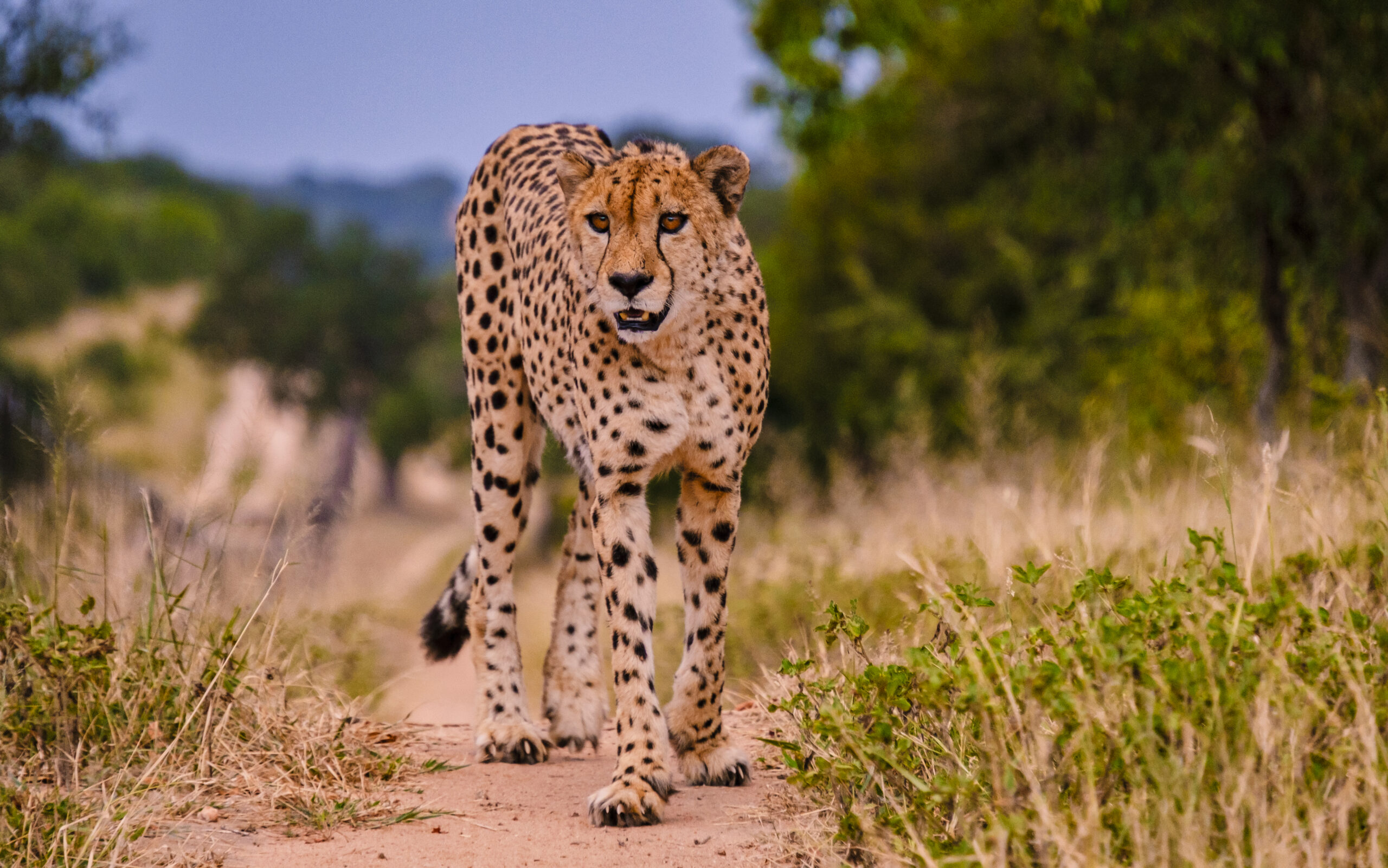 Best African Vacation Packages — How to Plan Without the Overwhelm (2026)