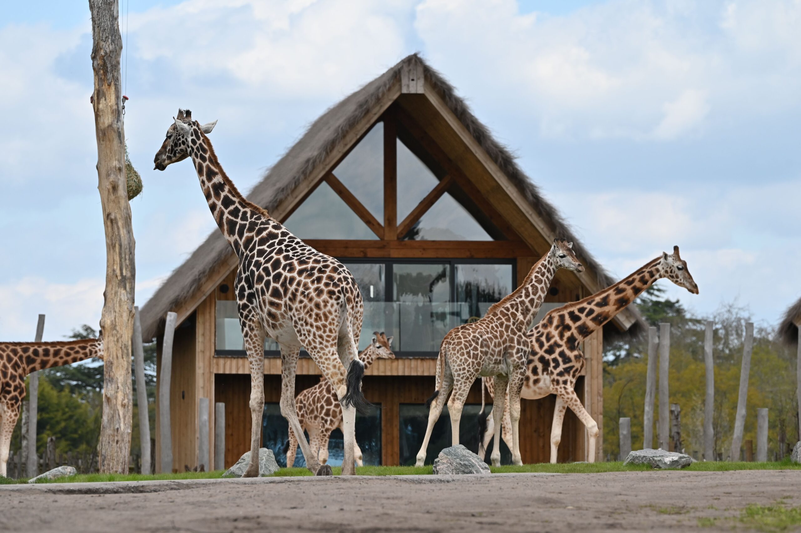 Group of giraffes in front of an urban structure