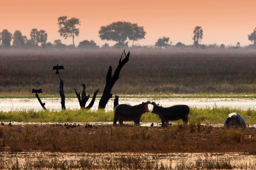Wild animals in Botswana, Africa