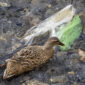Why We Ban Single-Use Plastics on Our Safaris