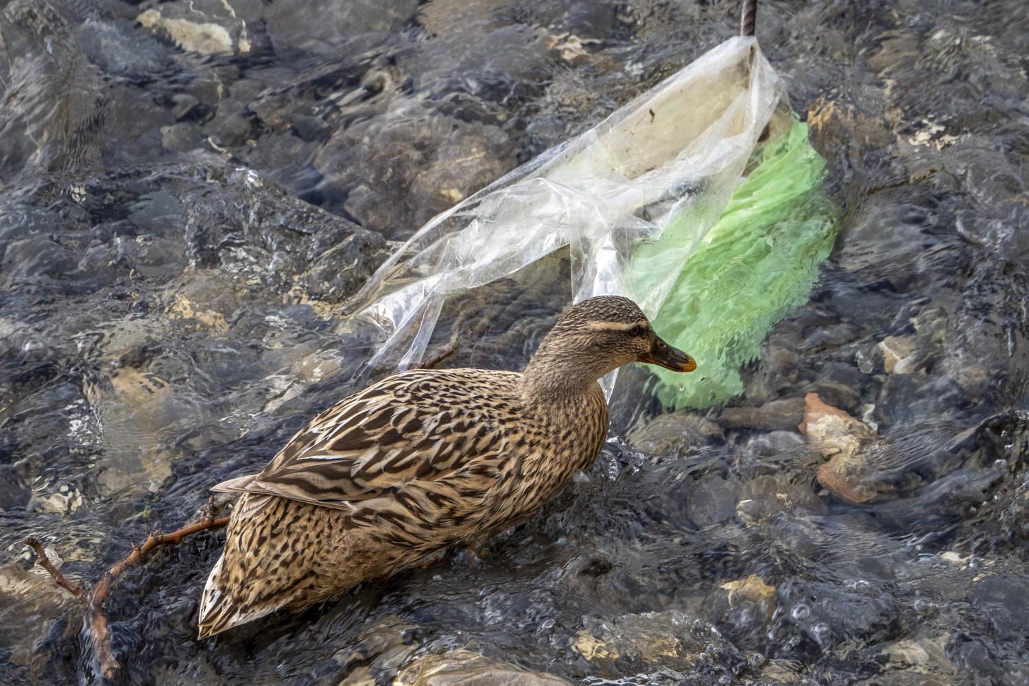 Why We Ban Single-Use Plastics on Our Safaris