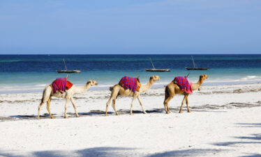 Nights – Signature Diani & Shimba Hills