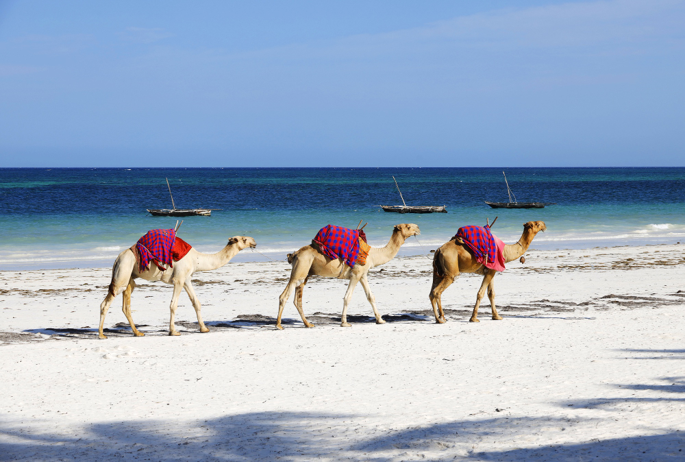 Nights – Signature Diani & Shimba Hills