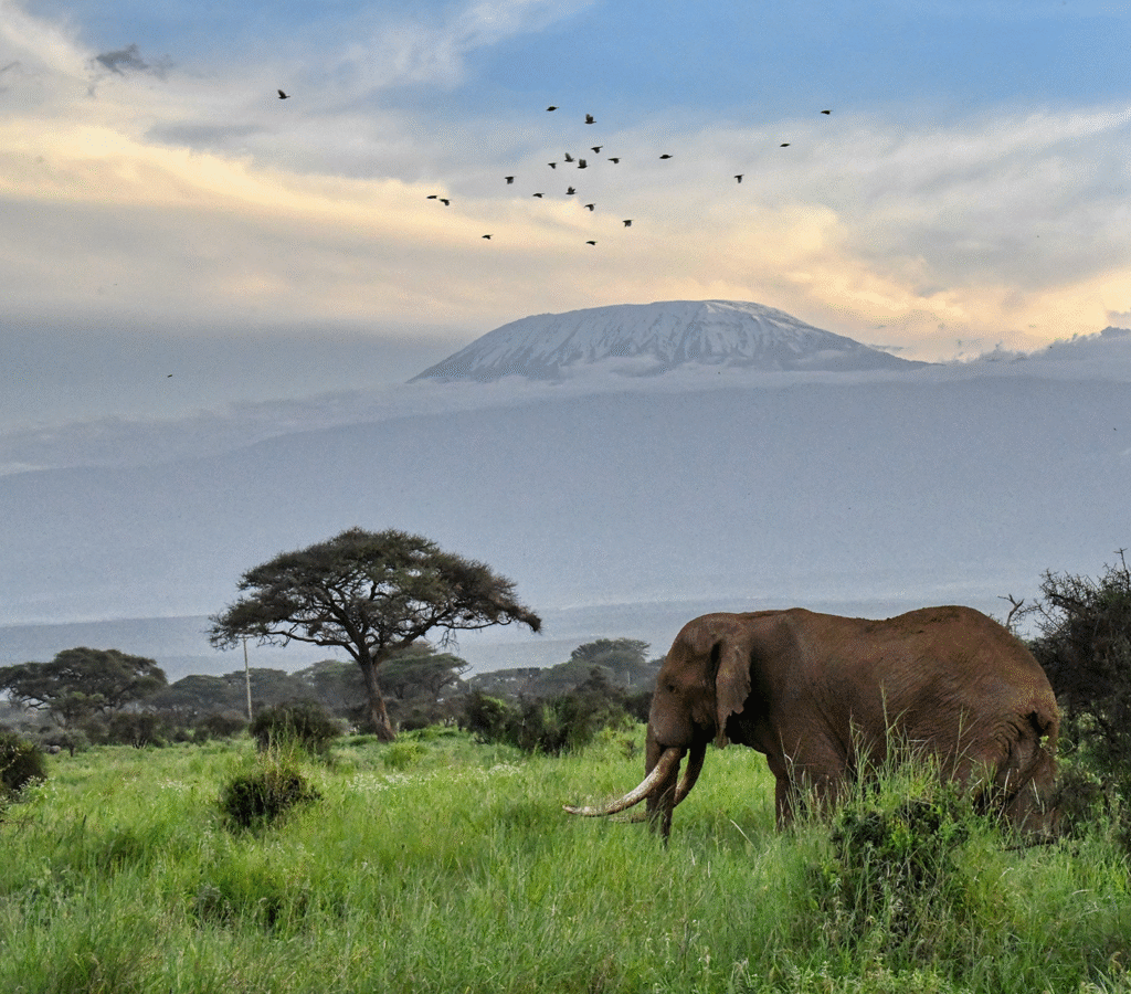 3 Days 2 Nights – Amboseli Wilderness Escape (Our Best Seller)