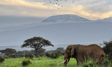 3 Days 2 Nights – Amboseli Wilderness Escape (Our Best Seller)