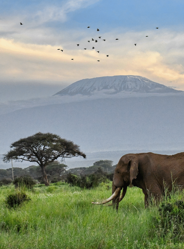 3 Days 2 Nights – Amboseli Wilderness Escape (Our Best Seller)