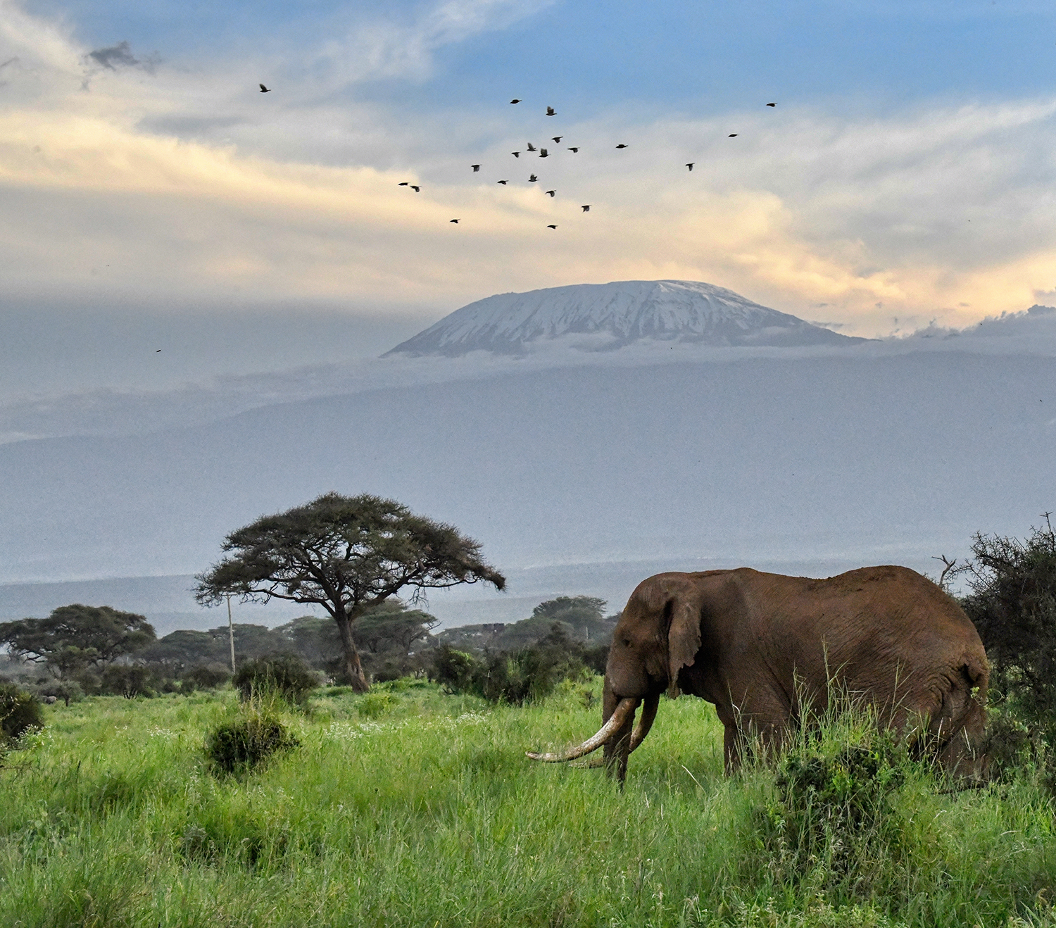 3 Days 2 Nights – Amboseli Wilderness Escape (Our Best Seller)