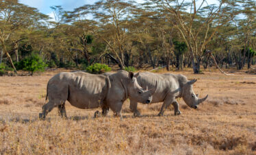 4 Days / 3 Nights – Signature "Beyond the Big Five" Itinerary