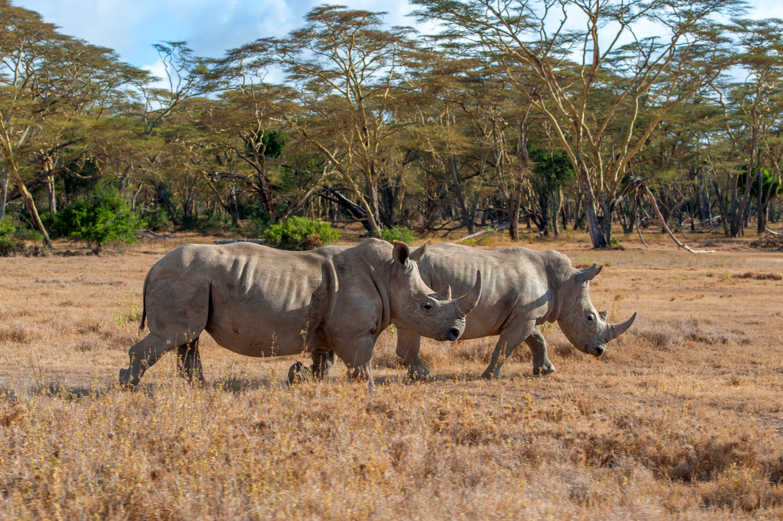 4 Days / 3 Nights – Signature "Beyond the Big Five" Itinerary