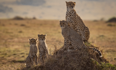 4 Days / 3 Nights – Signature Mara Safari Itinerary