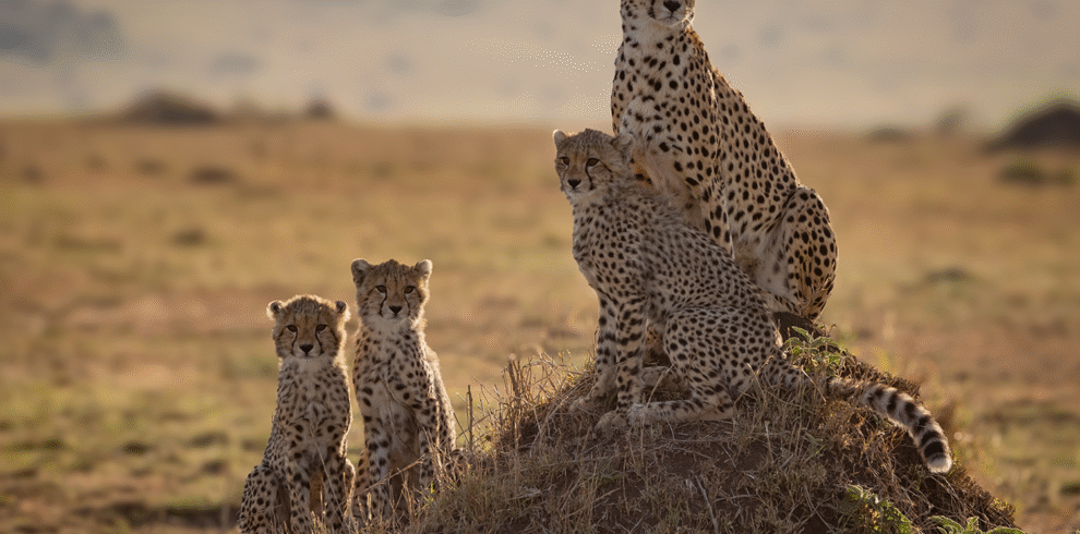 4 Days / 3 Nights – Signature Mara Safari Itinerary