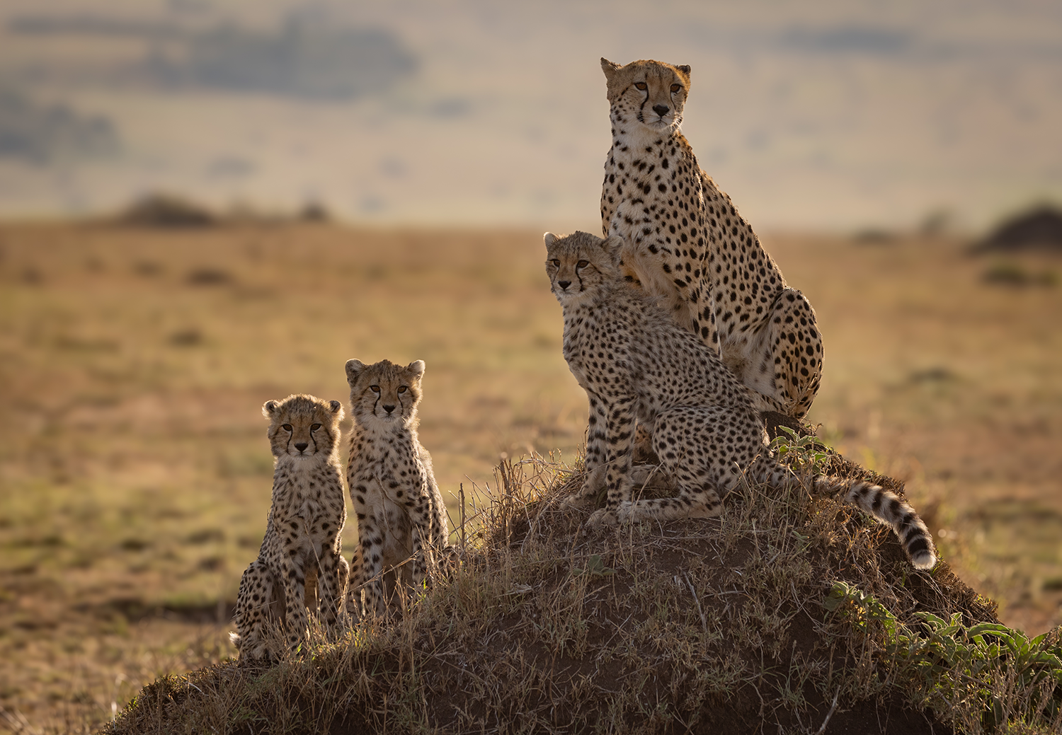 4 Days / 3 Nights – Signature Mara Safari Itinerary