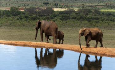4 Days / 3 Nights – Signature Tsavo "Wilderness & Water"