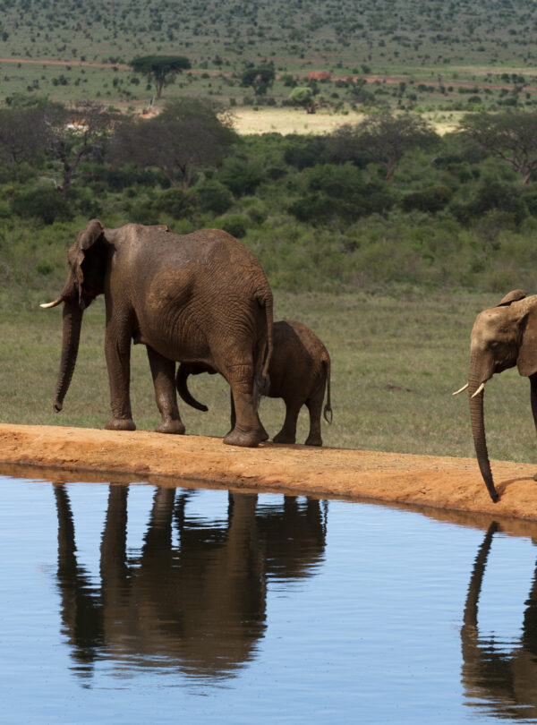 4 Days / 3 Nights – Signature Tsavo "Wilderness & Water"