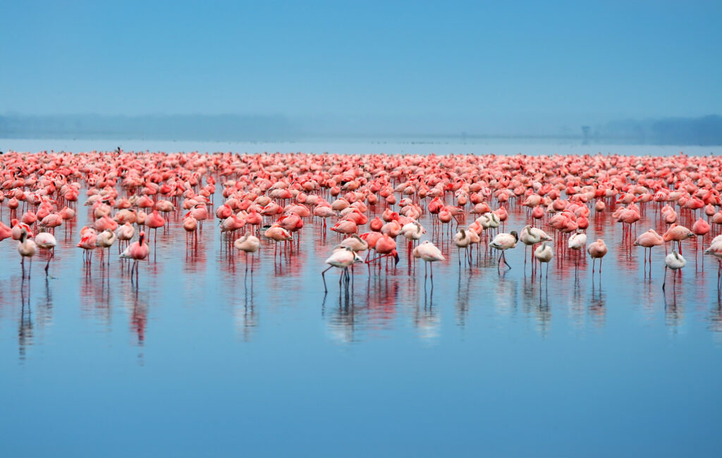 3 Days / 2 Nights – Signature Nakuru Experience Itinerary