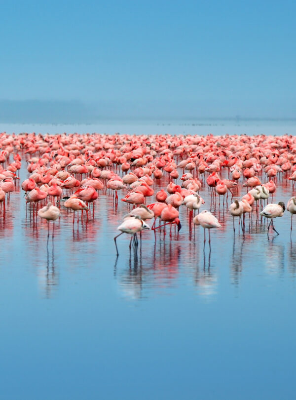3 Days / 2 Nights – Signature Nakuru Experience Itinerary