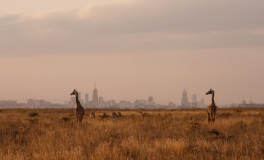 2 Days / 1 Night – The "Wild Escape" Staycation
