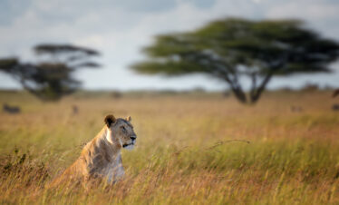 5 Days / 4 Nights – Ultimate Kilimanjaro Explorer Itinerary