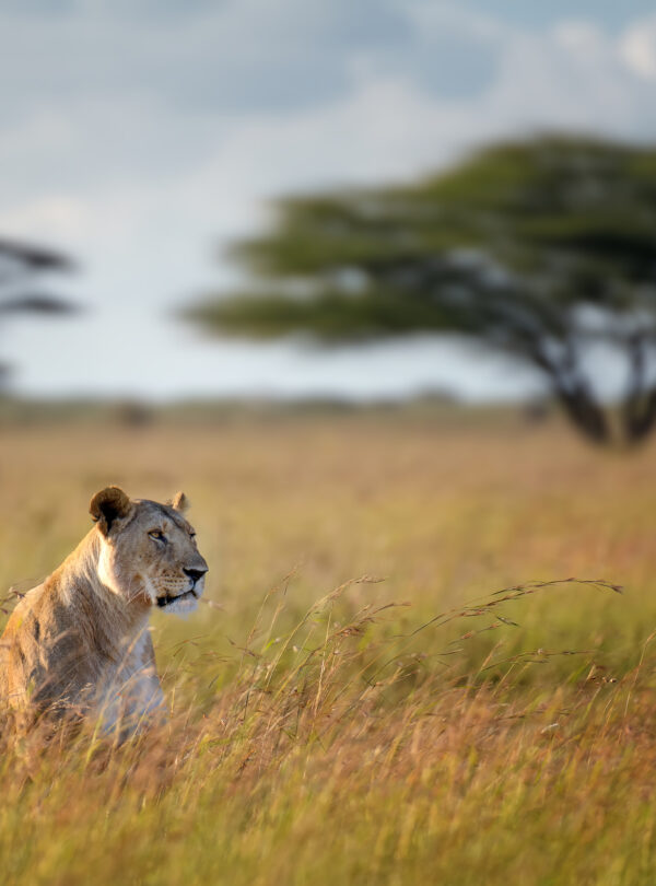 5 Days / 4 Nights – Ultimate Kilimanjaro Explorer Itinerary