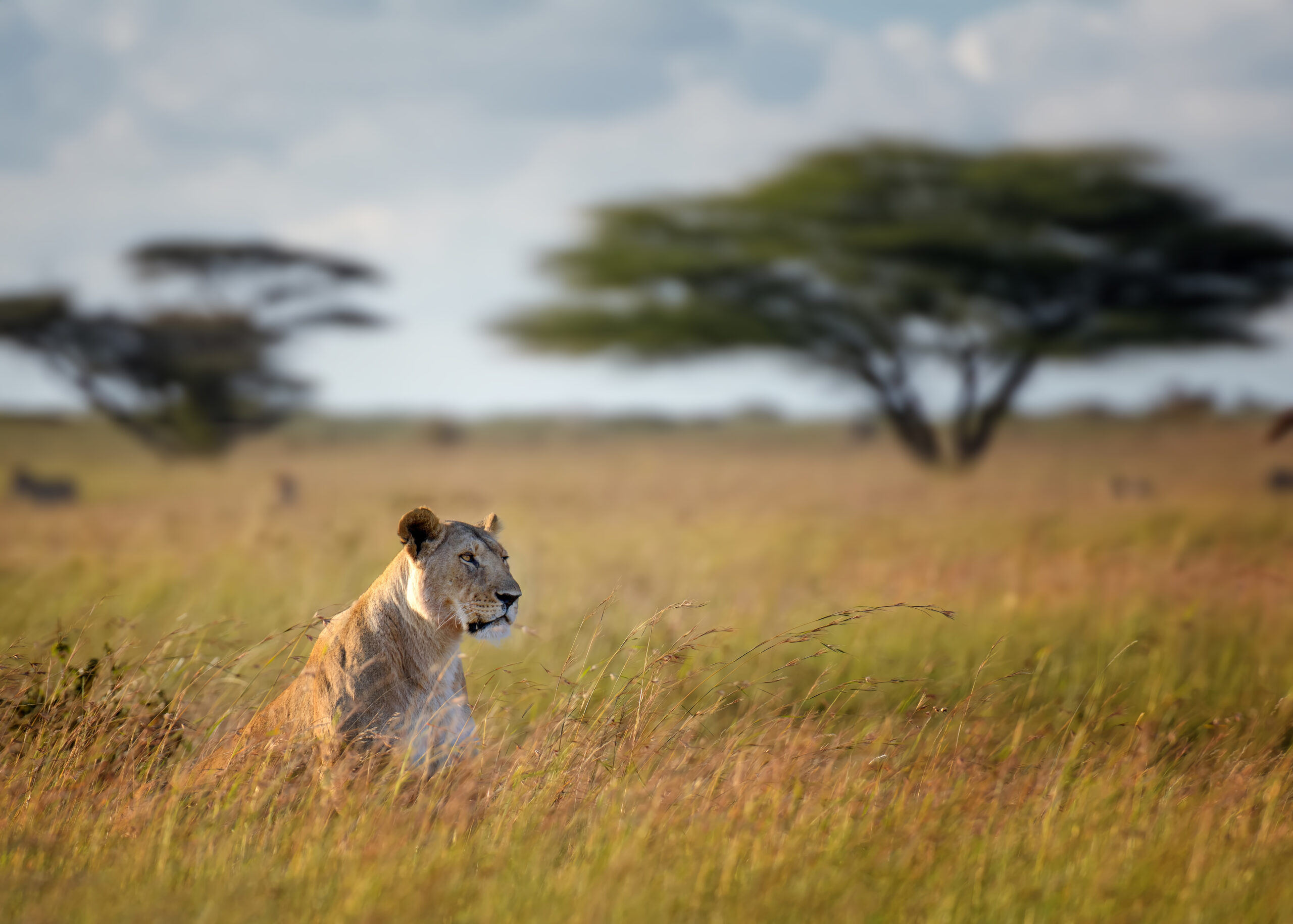 5 Days / 4 Nights – Ultimate Kilimanjaro Explorer Itinerary