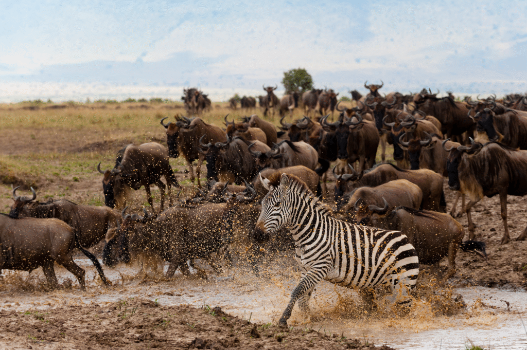 3 Days / 2 Nights – Classic Mara Escape