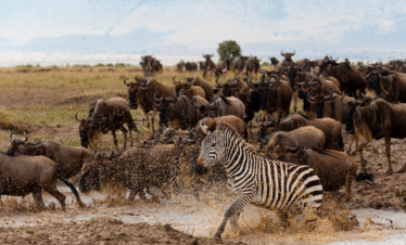 3 Days / 2 Nights – Classic Mara Escape