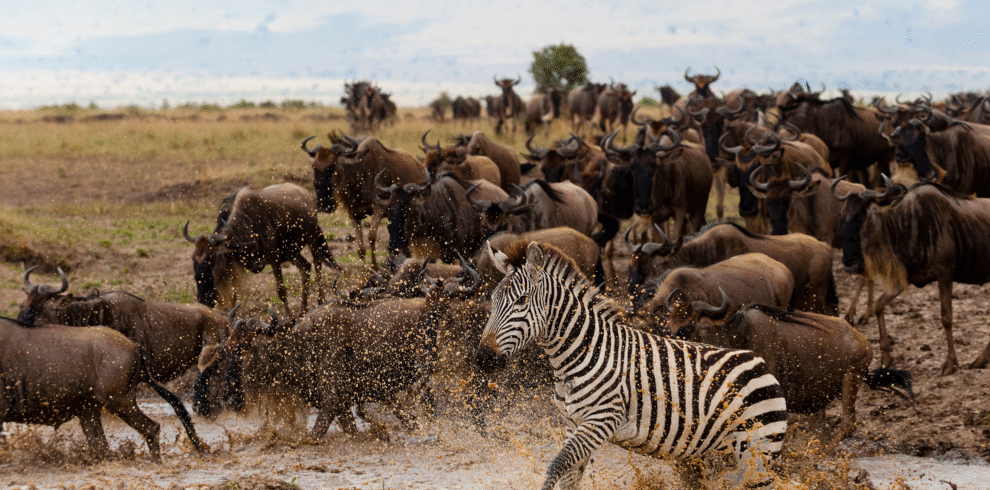 3 Days / 2 Nights – Classic Mara Escape