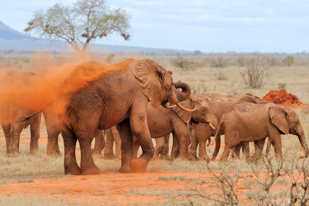 3 Days / 2 Nights – Classic Samburu Escape Itinerary