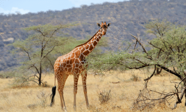 4 Days / 3 Nights – Signature Samburu Safari Itinerary