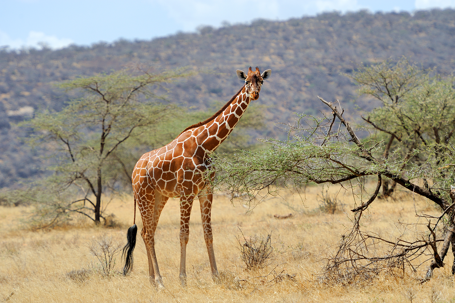 4 Days / 3 Nights – Signature Samburu Safari Itinerary