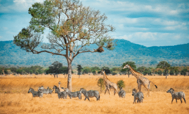 3 Days / 2 Nights – The Tsavo Discovery Escape