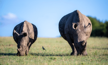 3 Days / 2 Nights – The Rhino & Chimpanzee Escape