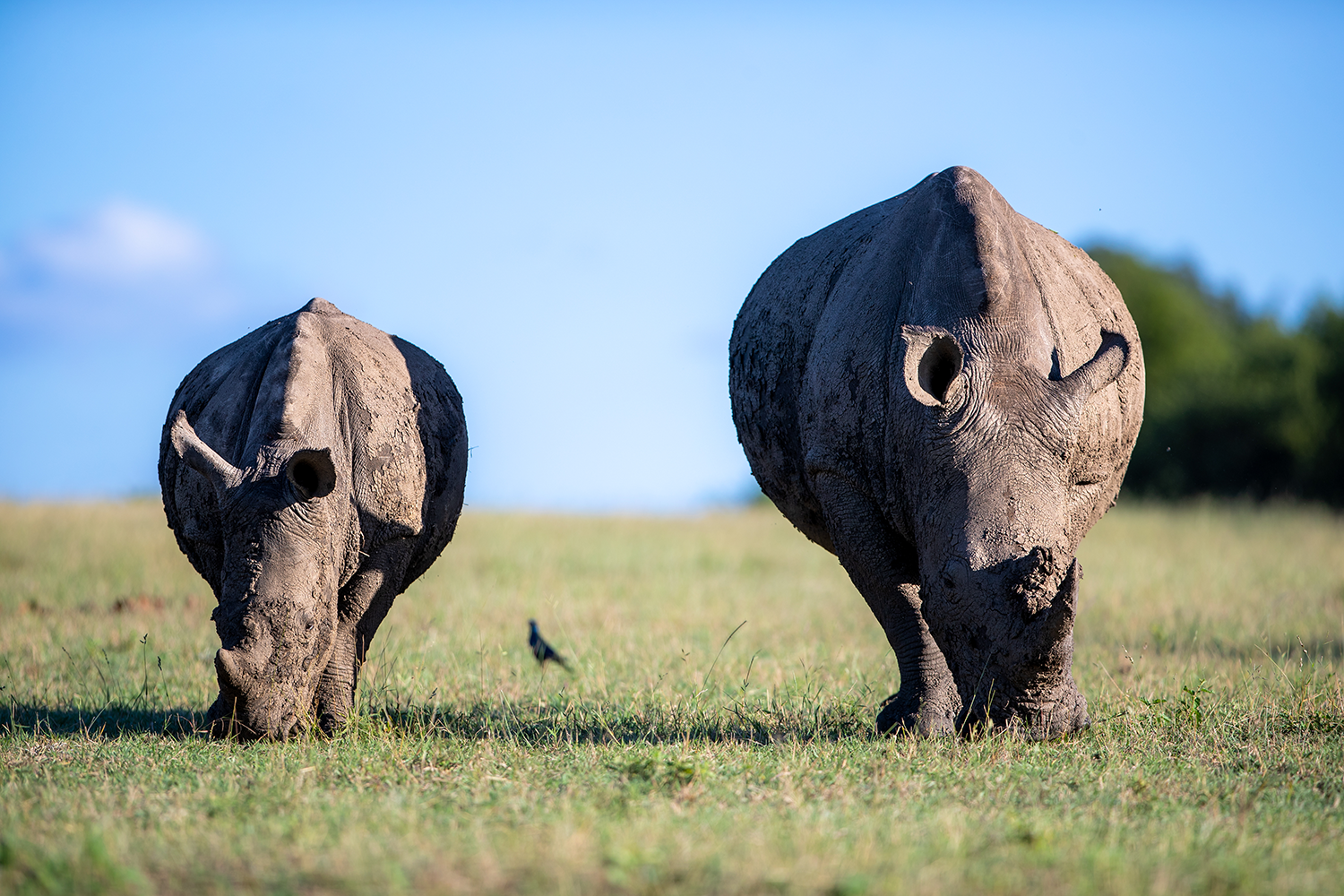 3 Days / 2 Nights – The Rhino & Chimpanzee Escape