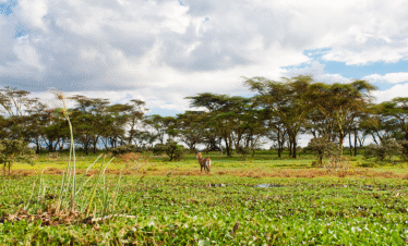 3 Days / 2 Nights – Signature Naivasha & Beyond
