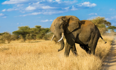 5 Days / 4 Nights – Ultimate Mara Explorer Itinerary