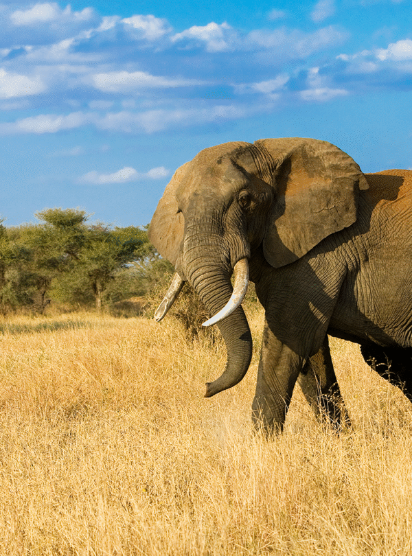 5 Days / 4 Nights – Ultimate Mara Explorer Itinerary