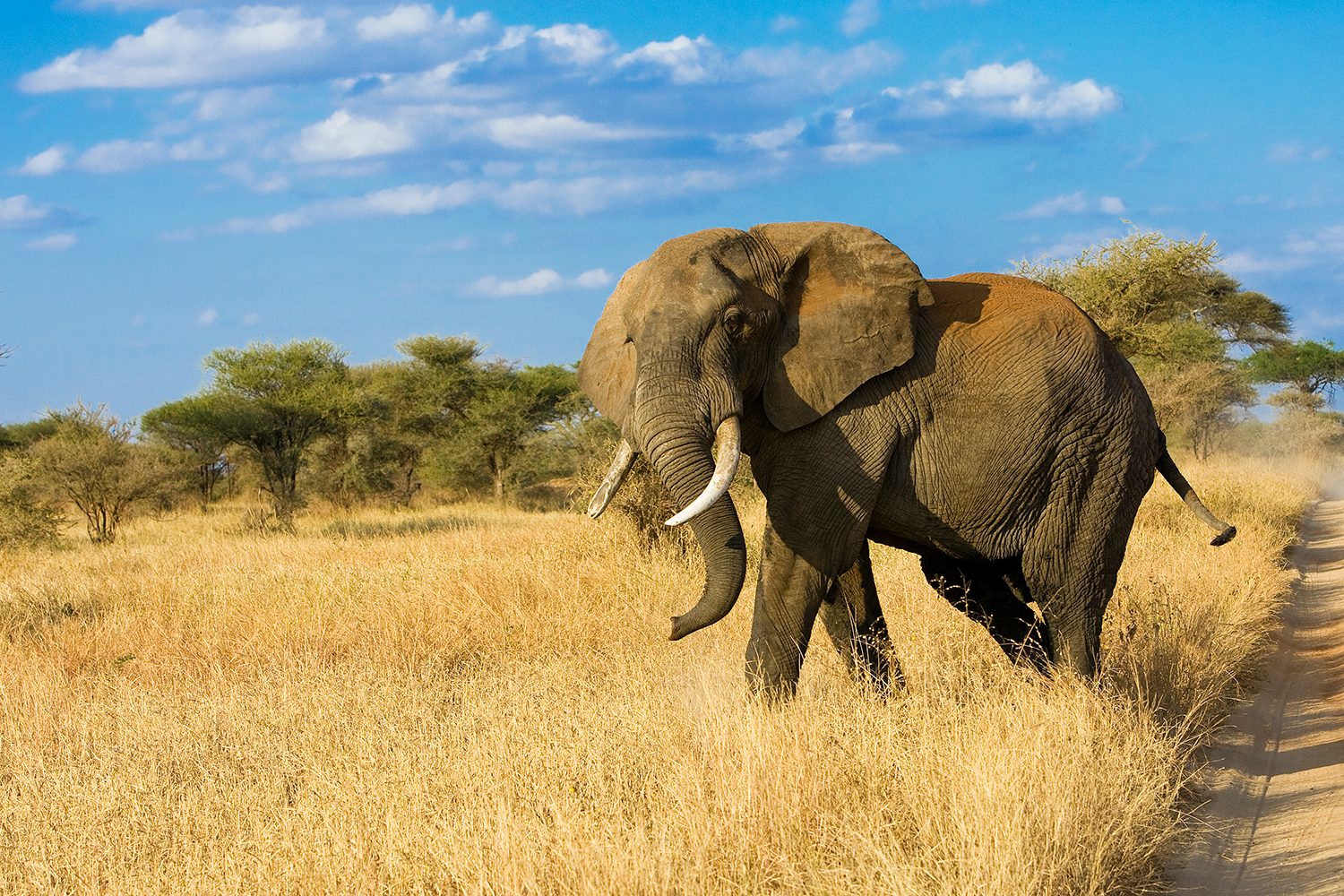 5 Days / 4 Nights – Ultimate Mara Explorer Itinerary