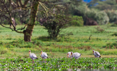 2 Days / 1 Night – The Great Rift Valley Adventure Dash