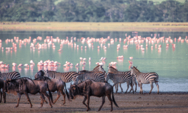 4 Days / 3 Nights – Rift Valley Birding & Wildlife Itinerary