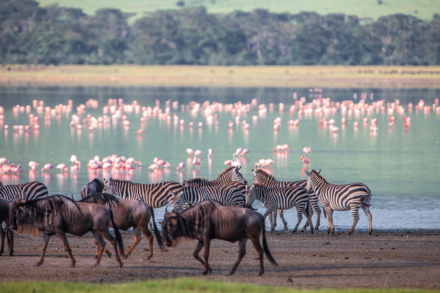 4 Days / 3 Nights – Rift Valley Birding & Wildlife Itinerary
