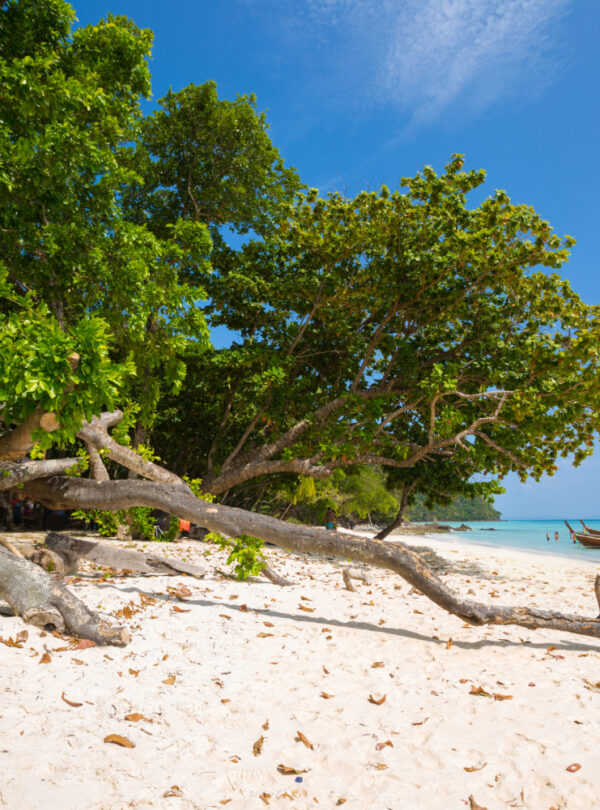 The Ultimate Bush to Beach Safari