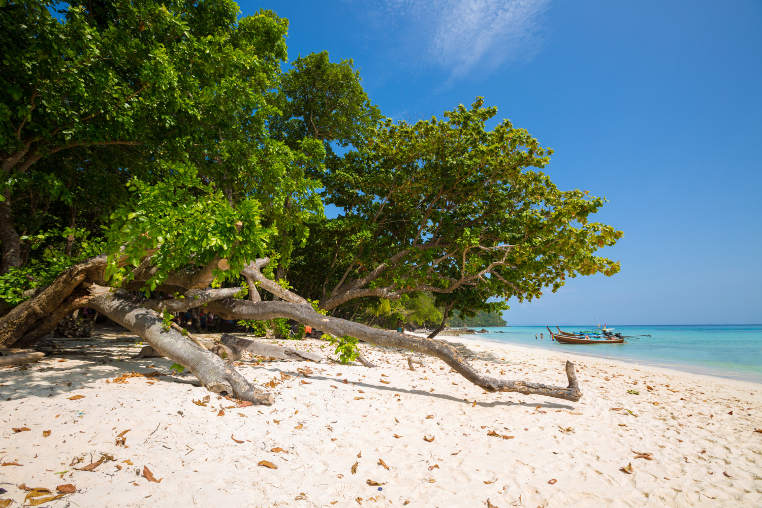 The Ultimate Bush to Beach Safari