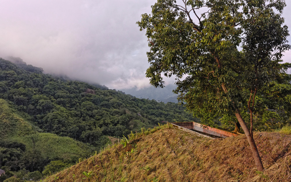 The "Rainforest & Relaxation"